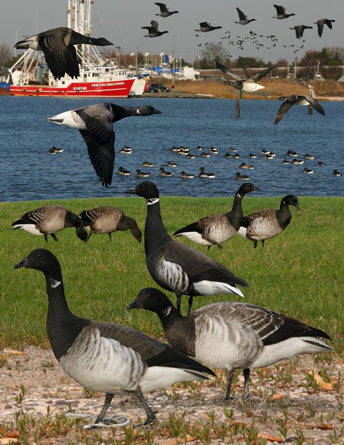 Brant 1